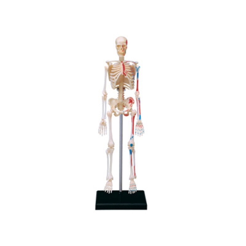 4d Menschliches Vollskelett An – Medical Lab Assistant Bewertung und Preis