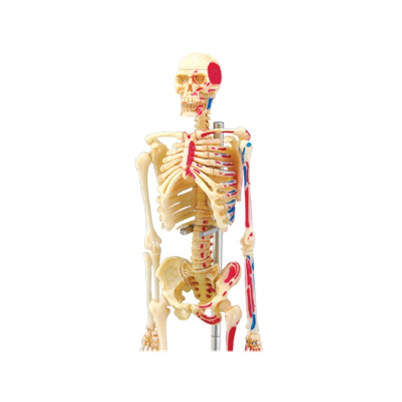4d Menschliches Vollskelett An – Medical Lab Assistant Bewertung und Preis